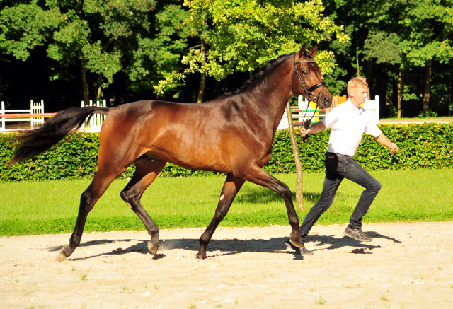 Hermes von Millenium - Le Rouge - Foto: Beate Langels - Trakehner Gestt Hmelschenburg