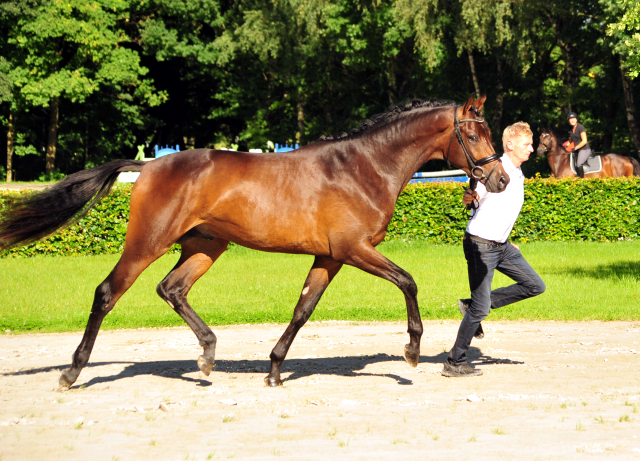 Hermes von Millenium - Le Rouge - Foto: Beate Langels - Trakehner Gestt Hmelschenburg