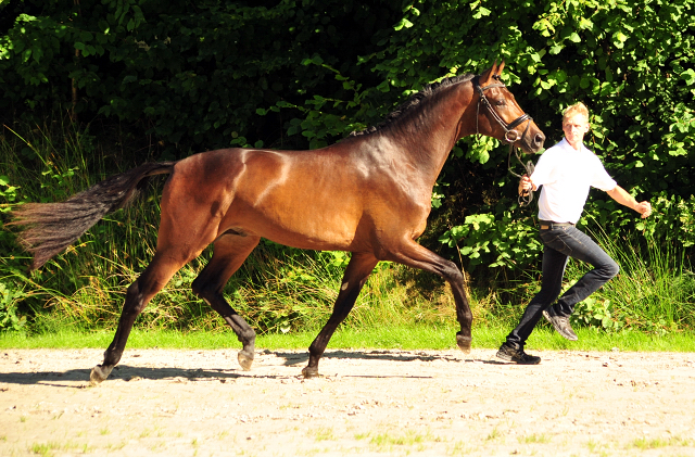 Hermes von Millenium - Le Rouge - Foto: Beate Langels - Trakehner Gestt Hmelschenburg