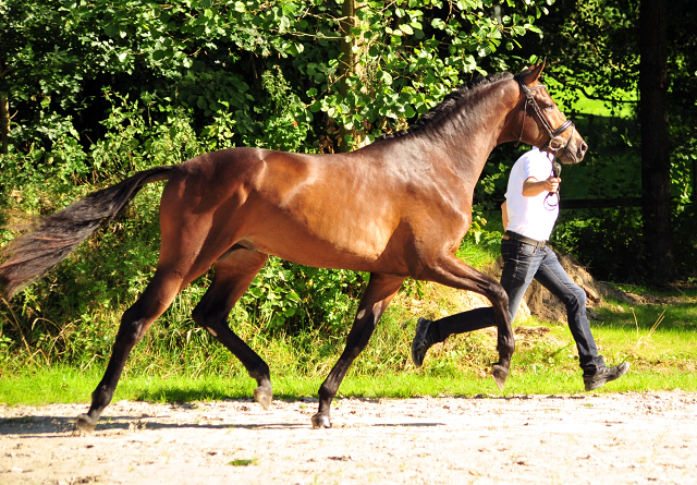 Hermes von Millenium - Le Rouge - Foto: Beate Langels - Trakehner Gestt Hmelschenburg