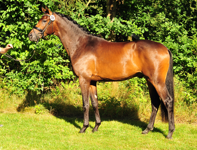 His Moment von Millenium - Le Rouge - Foto: Beate Langels - Trakehner Gestt Hmelschenburg