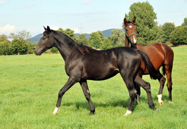 Die Hmelschenburger Jhrlingshengste von Ruffian Reef xx und Saint Cyr - im September 2013, Foto: Beate Langels, Trakehner Gestt Hmelschenburg - Beate Langels