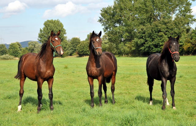 Die Hmelschenburger Jhrlingshengste  - im September 2013, Foto: Beate Langels, Trakehner Gestt Hmelschenburg - Beate Langels