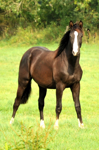 Jhrlingshengst von Saint Cyr u.d. Pr.u.StPrSt. Grace Note v. Alter Fritz - im September 2013, Foto: Beate Langels, Trakehner Gestt Hmelschenburg - Beate Langels
