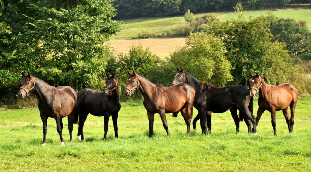 Die Hmelschenburger Jhrlingshengste- im September 2013, Foto: Beate Langels, Trakehner Gestt Hmelschenburg - Beate Langels
