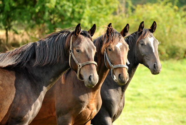 Die Hmelschenburger Jhrlingshengste - im September 2013, Foto: Beate Langels, Trakehner Gestt Hmelschenburg - Beate Langels