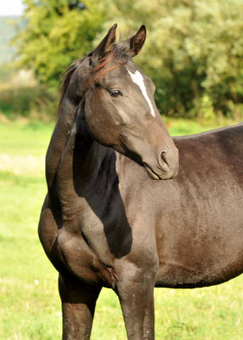 Jhrlingshengst von Ruffian Reef xx - Key West - im September 2013, Foto: Beate Langels, Trakehner Gestt Hmelschenburg - Beate Langels