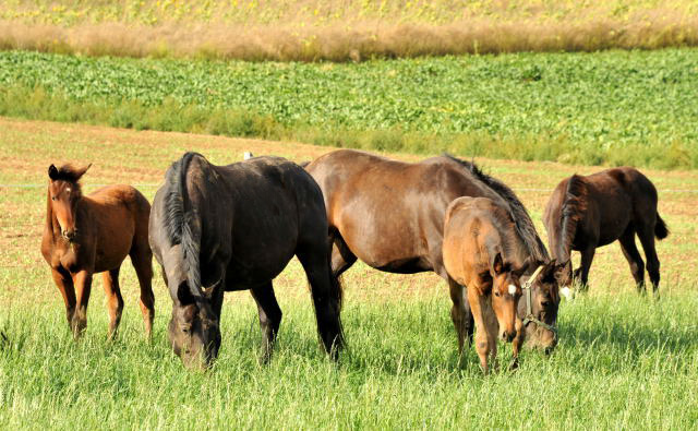 Die Hmelschenburger Stutenherde auf der Feldweide - im September 2013, Foto: Beate Langels, Trakehner Gestt Hmelschenburg - Beate Langels
