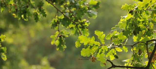 Hmelschenburg - im September 2013, Foto: Beate Langels, Trakehner Gestt Hmelschenburg - Beate Langels