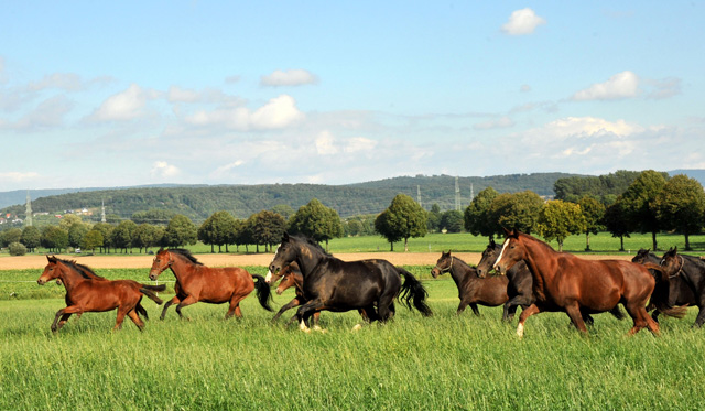 Die Hmelschenburger Stutenherde auf der Feldweide - im September 2013, Foto: Beate Langels, Trakehner Gestt Hmelschenburg - Beate Langels