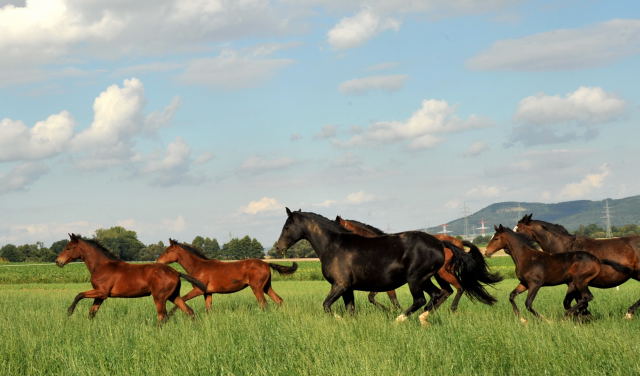 Die Hmelschenburger Stutenherde auf der Feldweide - im September 2013, Foto: Beate Langels, Trakehner Gestt Hmelschenburg - Beate Langels