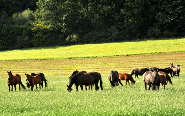 Die Hmelschenburger Stutenherde auf der Feldweide - im September 2013, Foto: Beate Langels, Trakehner Gestt Hmelschenburg - Beate Langels
