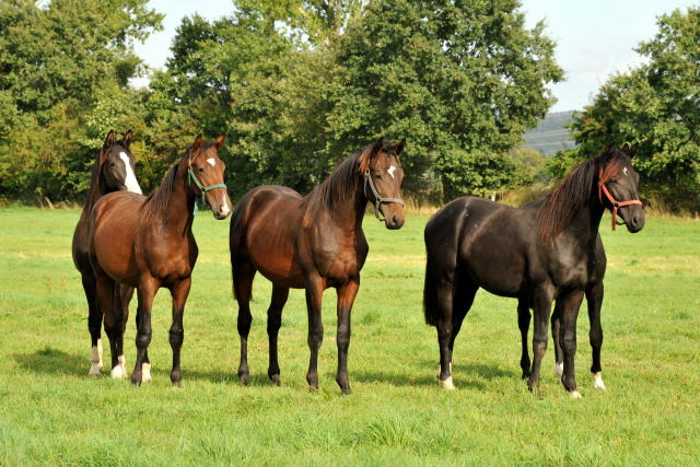 Die Hmelschenburger Jhrlingshengste - im September 2013, Foto: Beate Langels, Trakehner Gestt Hmelschenburg - Beate Langels
