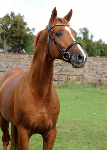 Trakehner Hengst Glcksruf v. Dramatiker - Foto Beate Langels - Gestt Hmelschenburg