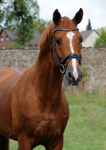 Trakehner Hengst Glcksruf v. Dramatiker - Foto Beate Langels - Gestt Hmelschenburg