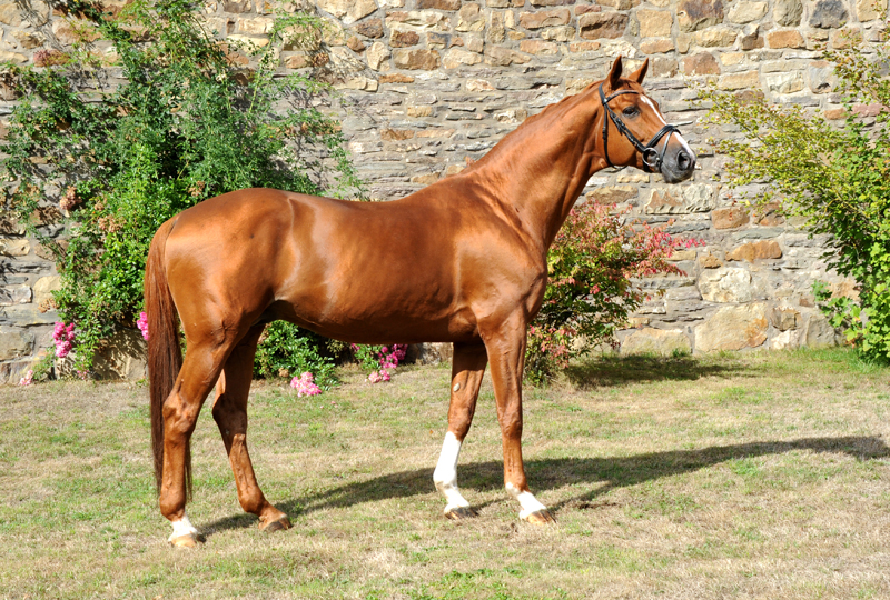 Trakehner Hengst Glcksruf v. Dramatiker - Foto Beate Langels - Gestt Hmelschenburg