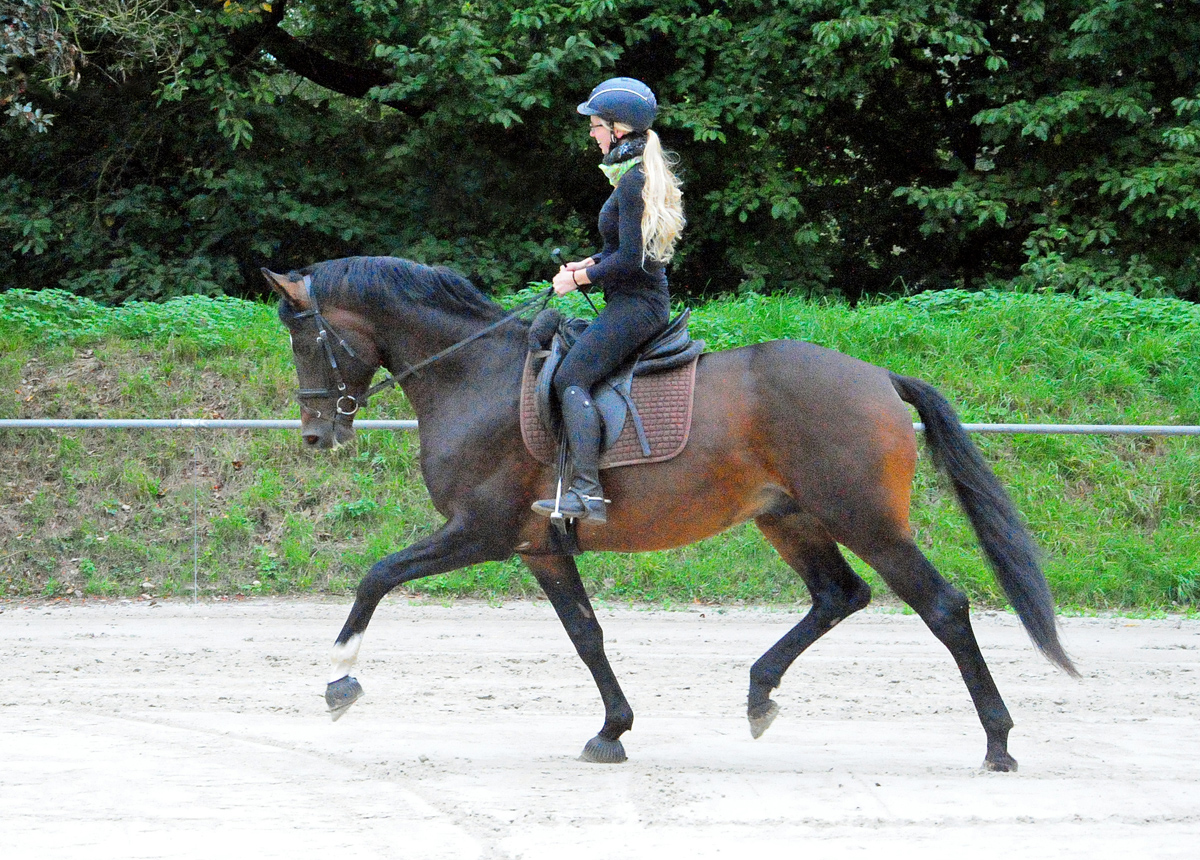 Gentle Motion - Trakehner Hengst von High Motion u.d. Elitestute Greta Garbo auf der Sommerweide  
 Foto: Beate Langels
