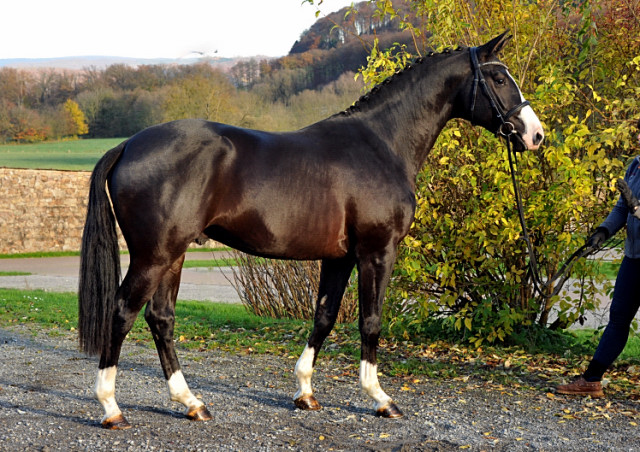 Greenwich Park - 2jhriger Hengst von Saint Cyr x Alter Fritz x Kostolany - Foto: Beate Langels - Trakehner Gestt Hmelschenburg