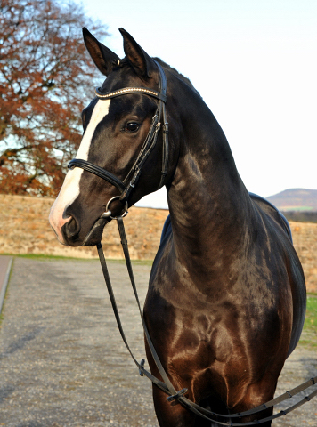 Greenwich Park - 2jhriger Hengst von Saint Cyr x Alter Fritz x Kostolany - Foto: Beate Langels - Trakehner Gestt Hmelschenburg