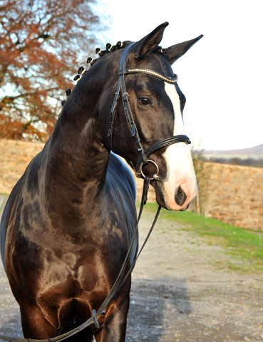 Greenwich Park - 2jhriger Hengst von Saint Cyr x Alter Fritz x Kostolany - Foto: Beate Langels - Trakehner Gestt Hmelschenburg