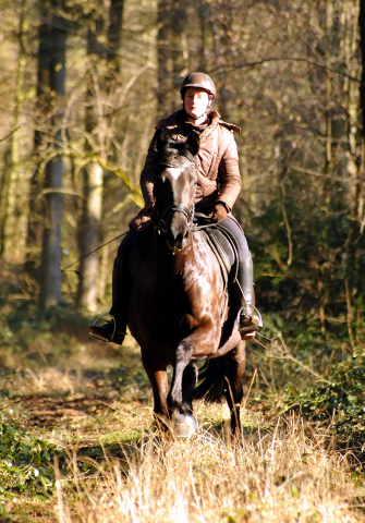 17. Februar 2016  - Foto: Beate Langels -
Trakehner Gestt Hmelschenburg