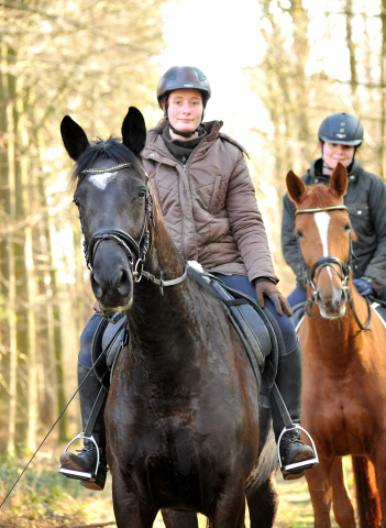 17. Februar 2016  - Foto: Beate Langels -
Trakehner Gestt Hmelschenburg