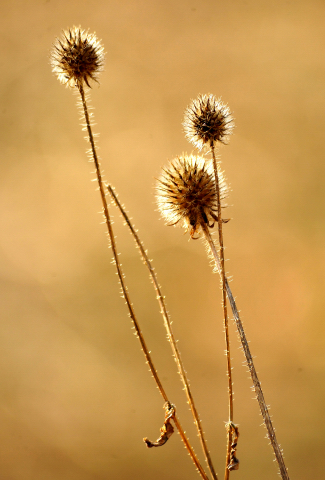 17. Februar 2016  - Foto: Beate Langels -
Trakehner Gestt Hmelschenburg