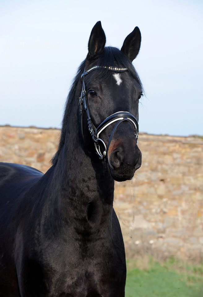 Highclere - Trakehner von Saint Cyr u.d. Hanna v. Summertime  - Foto:  Trakehner Gestt Hmelschenburg