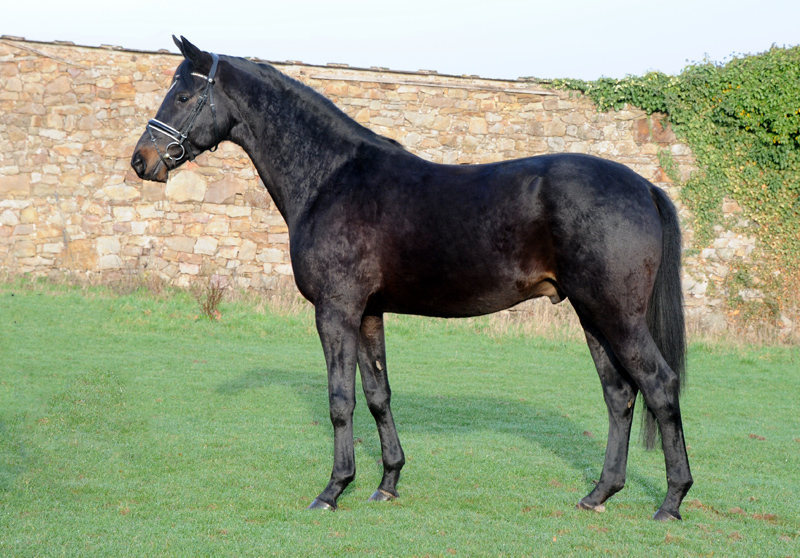 Highclere - Trakehner von Saint Cyr u.d. Hanna v. Summertime  - Foto:  Trakehner Gestt Hmelschenburg