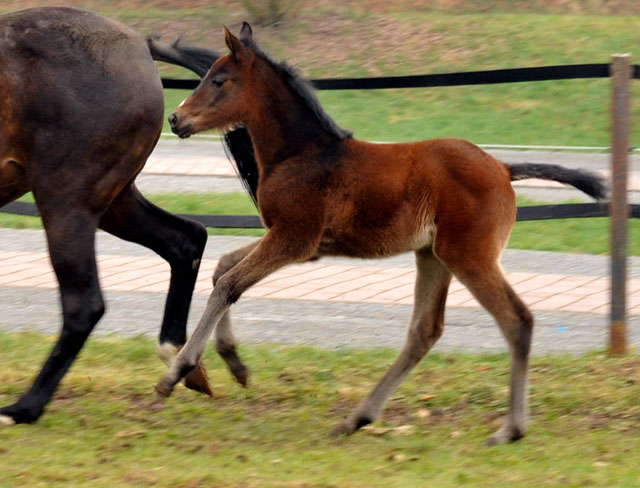 Schwalbenfeder mit ihrem Stutfohlen von Grand Corazon  - Trakehner Gestt Hmelschenburg