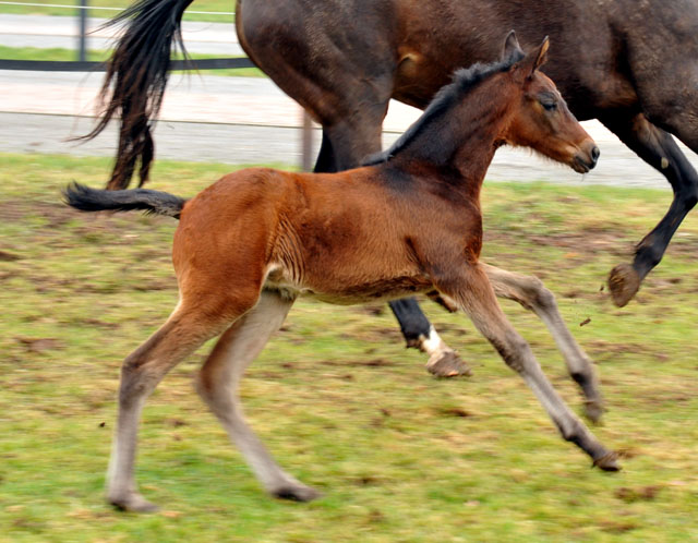 Schwalbenfeder mit ihrem Stutfohlen von Grand Corazon - Trakehner Gestt Hmelschenburg