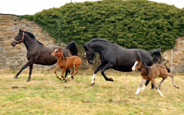  - Trakehner Gestt Hmelschenburg