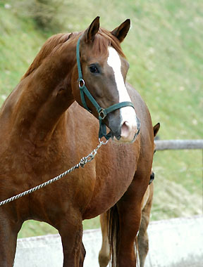 Trakehner Prämienstute Klassic von Freudenfest u.d. Kassuben v. Enrico Caruso, 3-jährig, Züchter und Besitzer: Gestüt Hämelschenburg - Beate Langels