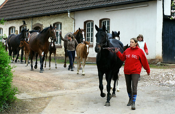 Auf dem Weg zur Weide - Trakehner Gestt Hmelschenburg - Foto: Beate Langels