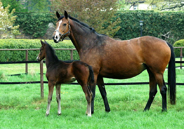 Guendalina mit Hengstfohlen von Symont - Trakehner Gestt Hmelschenburg - Foto: Beate Langels