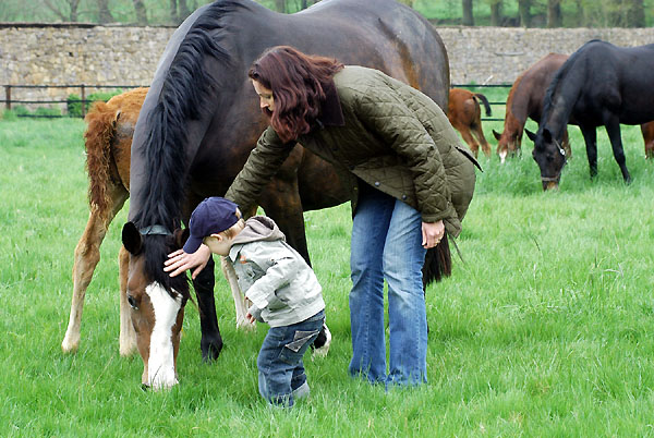 Trakehner Gestt Hmelschenburg - Foto: Beate Langels