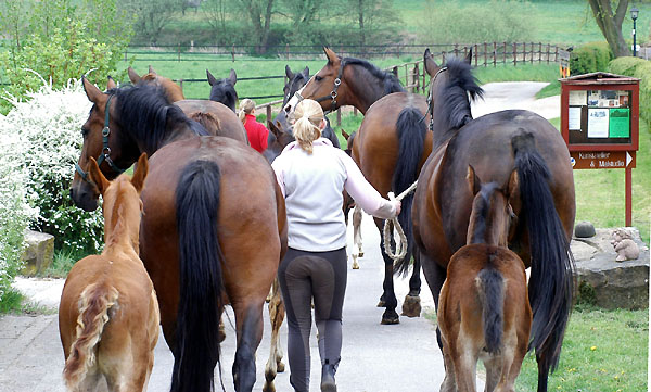 Auf dem Weg zur Koppel - Trakehner Gestt Hmelschenburg - Foto: Beate Langels