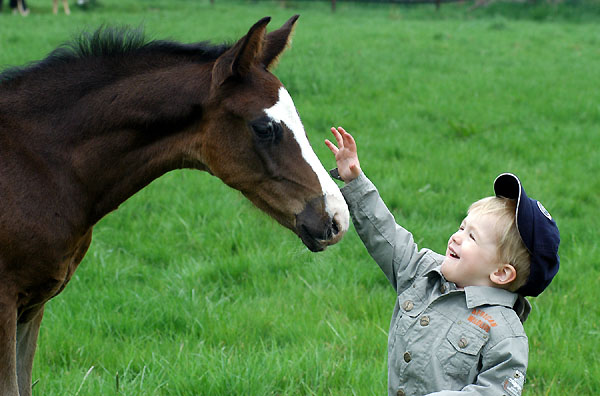 Hengstfohlen von Kostolany u.d. Schwalbenfeder bei der Kontaktaufnahme mit Jasper Trakehner Gestt Hmelschenburg - Foto: Beate Langels