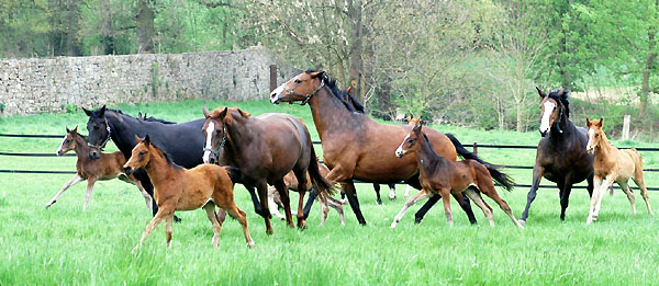 Stuten und Fohlen im Trakehner Gestt Hmelschenburg - Foto: Beate Langels