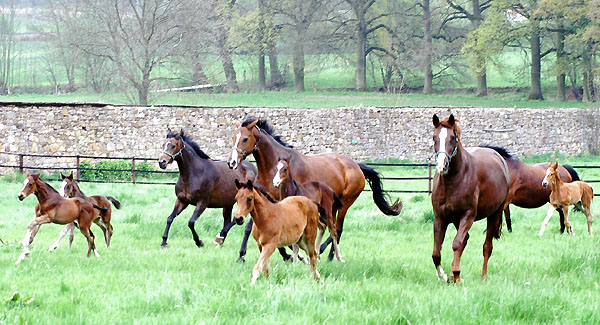 Stuten und Fohlen im Trakehner Gestt Hmelschenburg - Foto: Beate Langels