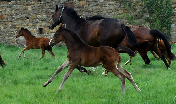 Trakehner Gestt Hmelschenburg - Foto: Beate Langels