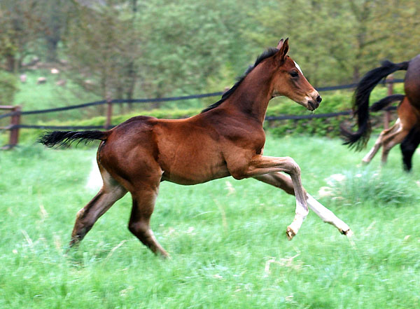 Trakehner Stutfohlen von Exclusiv u.d. Vicenza v. Showmaster, Gestt Hmelschenburg Foto: Beate Langels