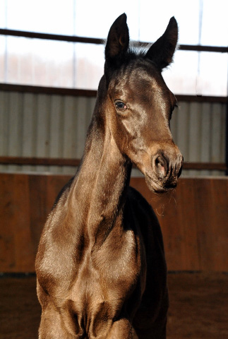 Trakehner Stutfohlen von Saint Cyr - Summertime - Rockefeller , Foto: Beate Langels - Trakehner Gestt Hmelschenburg