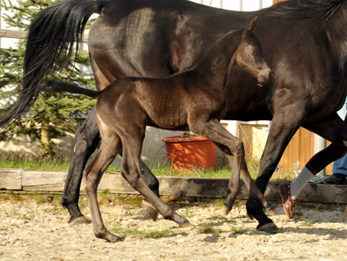 Trakehner Stutfohlen von Saint Cyr - Summertime - Rockefeller, Foto: Beate Langels - Trakehner Gestt Hmelschenburg