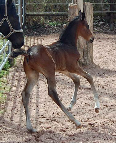 Trakehner Hengstfohlen von Saint Cyr u.d. Pr.St. Under the moon v. Easy Game u.d. Pr.St. Umbra v. Herzkristall , Foto: A. Becker Trakehner Gestt Hmelschenburg