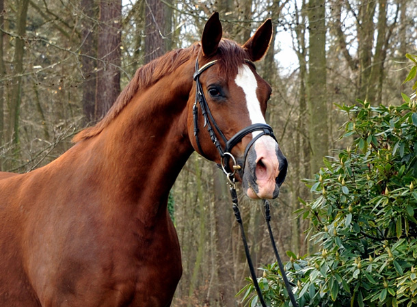 Pr.u.St.Pr.St. Klassic v. Freudenfest u.d. Elitestute Kassuben v. Enrico Caruso - Trakehner Gestt Hmelschenburg