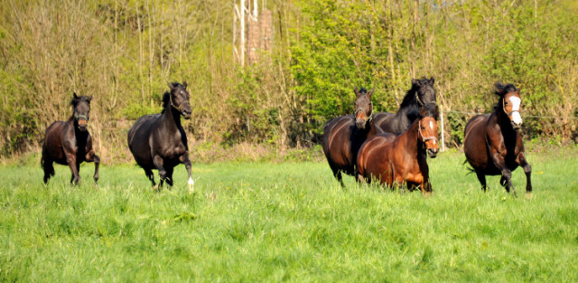 Unsere tragenden Stuten im April 2014 - Foto: Beate Langels
