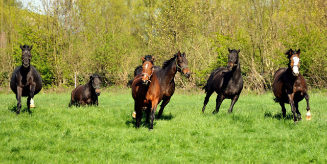 Unsere tragenden Stuten im April 2014 - Foto: Beate Langels
