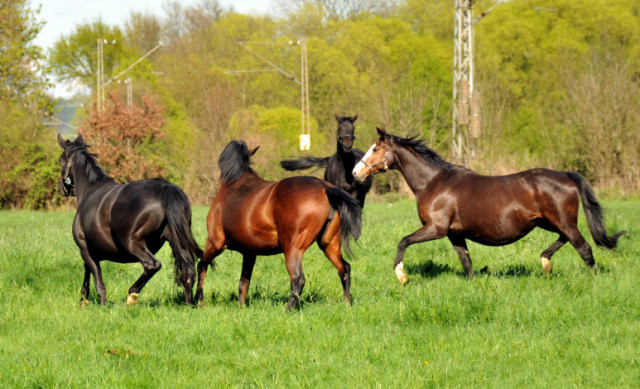 Unsere tragenden Stuten im April 2014 - Foto: Beate Langels