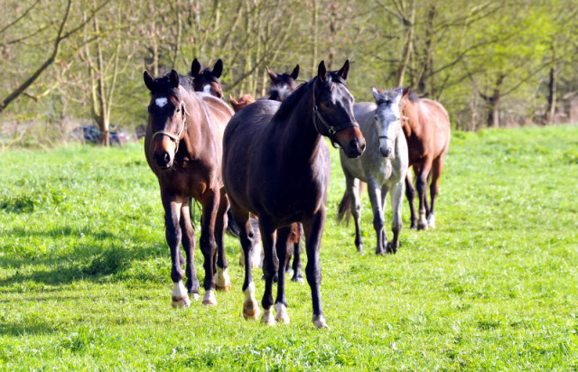 Unsere Reitpferde genieen den Koppelgang im April 2014 - Foto: Beate Langels